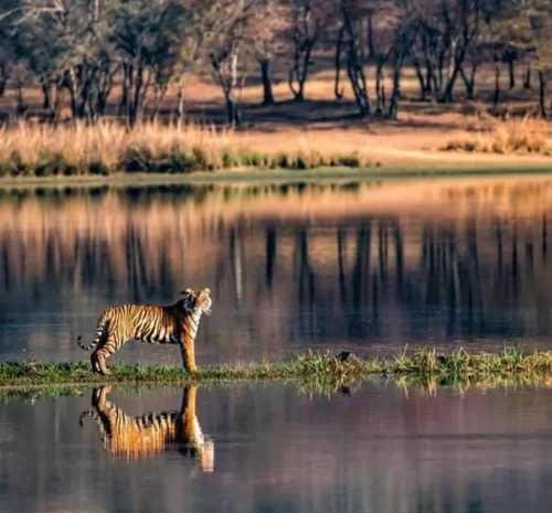 Ranthambore Tour